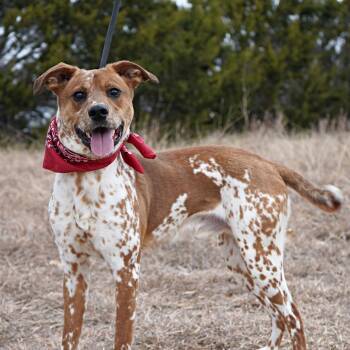 Rescue Hound Dogs for Adoption in Columbia, Maryland - Otis - Coming Soon | PetCurious