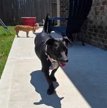 Dachshund and Black Labrador Retriever Dogs Available for Adoption in Missouri City, Texas - Elka OR14429-T | PetCurious