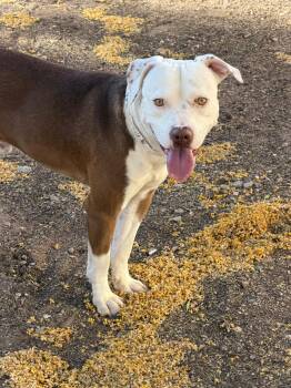 Pit Bull Terrier Dogs Available for Adoption in Glendale, Arizona - Hobbit | PetCurious
