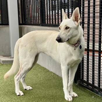 Lavender -  German Shepherd Dog and Mixed Breed Dog for Adoption in Merriam, Kansas - Lavender | PetCurious