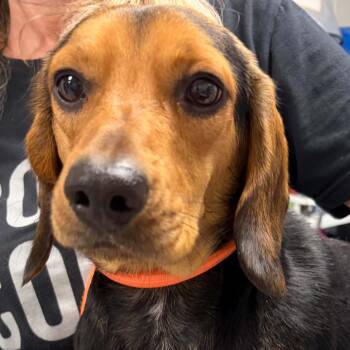 Hot Rod -  Beagle and Mixed Breed Dog for Adoption in Normal, Illinois - Hot Rod | PetCurious