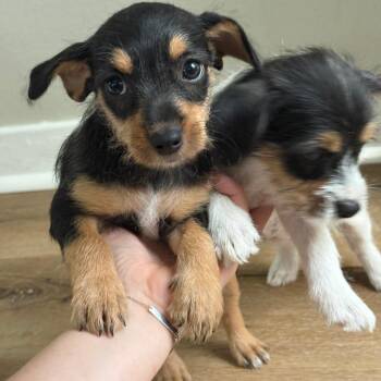Jane -  Terrier and Mixed Breed Dog for Adoption in Wichita, Kansas - Jane | PetCurious