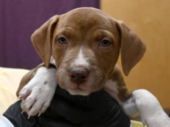 Pit Bull Terrier and Labrador Retriever Dogs Available for Adoption in Portland, Oregon - Greyhound | PetCurious