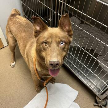 Coco -  Mixed Breed Dog for Adoption in Chattanooga, Tennessee - Coco | PetCurious