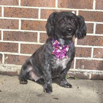 Toodles -  Mixed Breed Dog for Adoption in Waterloo, Iowa - Toodles | PetCurious