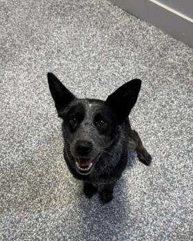 Australian Cattle Dog Blue Heeler Dogs Available for Adoption - Stella | PetCurious