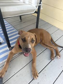 Duck -  American Staffordshire Terrier Dog for Adoption in Baker, Louisiana - Duck | PetCurious