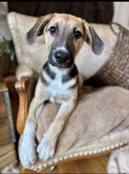 Rescue Labrador Retriever Dogs for Adoption in Glendale, Ohio - Tiki | PetCurious