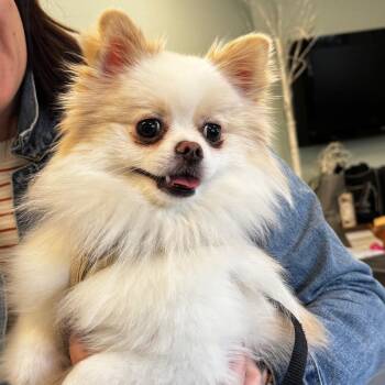 Theo -  Pomeranian Dog for Adoption in Wheeling, Illinois - Theo | PetCurious