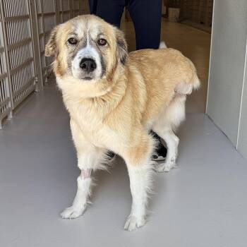 Lady Tripod -  Golden Retriever Dog for Adoption in Chicago, Illinois - Lady Tripod | PetCurious