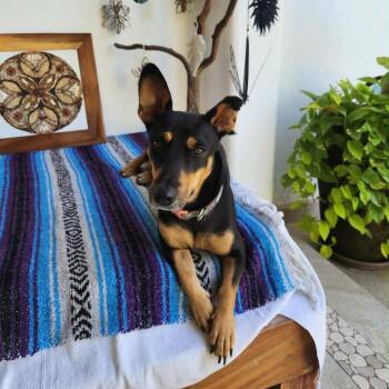 Mixed Breed Dogs Available for Adoption - Pantera | PetCurious