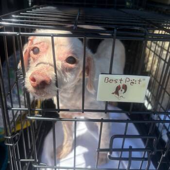 Rescue Mixed Breed Dogs for Adoption in Savannah, Georgia - Bumble Britches | PetCurious