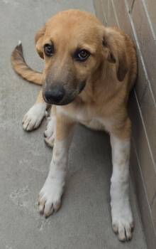 Prim Hemline -  Shepherd and Retriever Dog for Adoption in Fort Lupton, Colorado - Prim Hemline | PetCurious