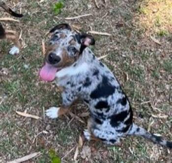 Labrador Retriever and Australian Cattle Dog Blue Heeler Dogs Available for Adoption in Wekiwa Springs, Florida - Kenya | PetCurious