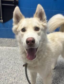 Scar -  Siberian Husky Dog for Adoption in Golden, Colorado - Scar | PetCurious
