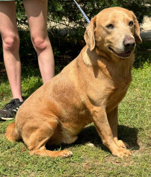 Rescue Beagle and Labrador Retriever Dogs for Adoption in Troy, Alabama - Big Boy | PetCurious
