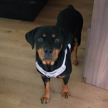 Roxie -  Rottweiler Dog for Adoption in Tyler, Texas - Roxie | PetCurious