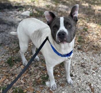 Mixed Breed Dogs Available for Adoption - OSITO | PetCurious