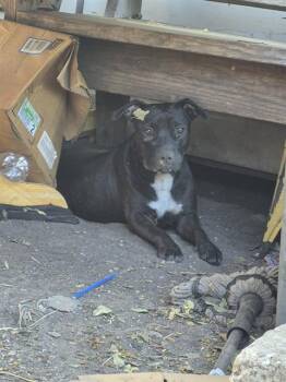 CRYSTAL -  American Staffordshire Terrier Dog for Adoption in San Antonio, Texas - CRYSTAL | PetCurious