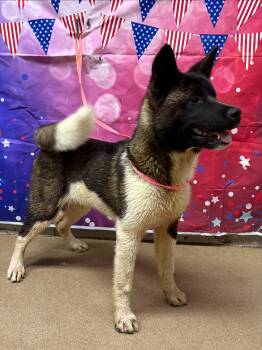 Yogi -  Akita Dog for Adoption in Gardiner, New York - Yogi | PetCurious