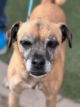 Chihuahua and Pug Dogs Available for Adoption in Gilbert, Arizona - Serenity | PetCurious