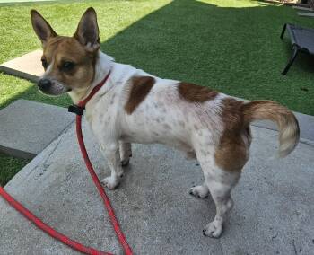 Jack Russell Terrier and Corgi Dogs Available for Adoption in Mount Pleasant, North Carolina - Webster | PetCurious
