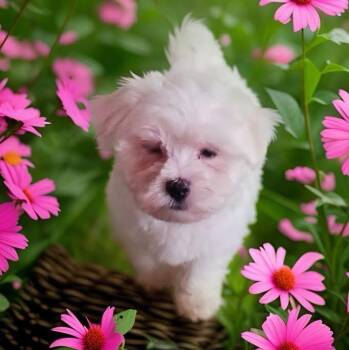 Paul -  Maltese Dog for Adoption - Paul | PetCurious
