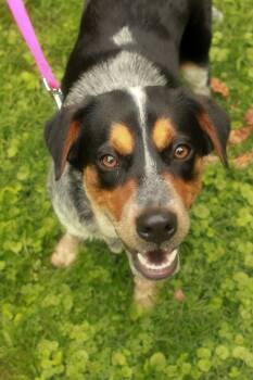 Ophelia -  Australian Cattle Dog Blue Heeler and Beagle Dog for Adoption in Ona, West Virginia - Ophelia | PetCurious