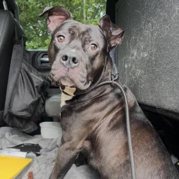 Mixed Breed Dogs Available for Adoption in Jeffersonville, Indiana - Kirby | PetCurious