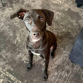 Magnus -  Labrador Retriever and Hound Dog for Adoption in Harlingen, Texas - Magnus | PetCurious