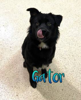 Gator -  Collie Dog for Adoption in Muncie, Indiana - Gator | PetCurious