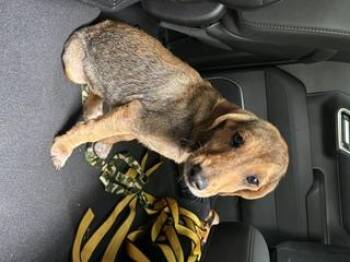 Gamgee -  Hound and Wirehaired Terrier Dog for Adoption in Bryson City, North Carolina - Gamgee | PetCurious