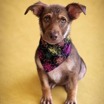 East -  German Shepherd Dog Dog for Adoption in Phenix City, Alabama - East | PetCurious