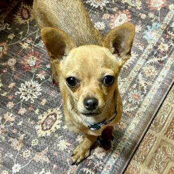 Rex -  Chihuahua and Dachshund Dog for Adoption in Mead, Colorado - Rex | PetCurious