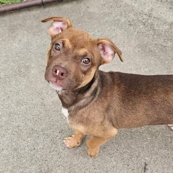Pit Bull Terrier and Mixed Breed Dogs Available for Adoption in Tulsa, Oklahoma - Daphne | PetCurious