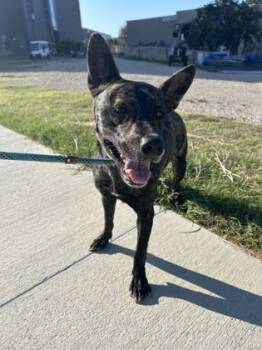 Rescue Terrier and Mixed Breed Dogs for Adoption in Fort Worth, Texas - 59428094 | PetCurious