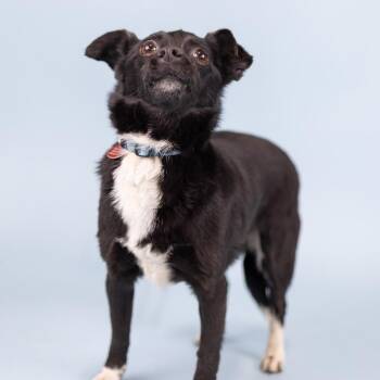 Chihuahua Dogs Available for Adoption in Portland, Oregon - Marcy | PetCurious