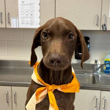 Brownie -  Chocolate Labrador Retriever and Mixed Breed Dog for Adoption in San Antonio, Texas - Brownie | PetCurious