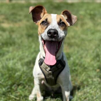 Chucky -  Cattle Dog Dog for Adoption in Woolwich, Maine - Chucky | PetCurious