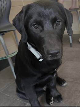 Golden Retriever and Australian Cattle Dog Blue Heeler Dogs Available for Adoption in Philadelphia, Pennsylvania - Rover | PetCurious