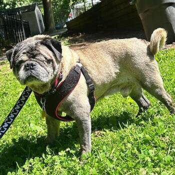 Sheldon -  Pug Dog for Adoption in Huntington, New York - Sheldon | PetCurious