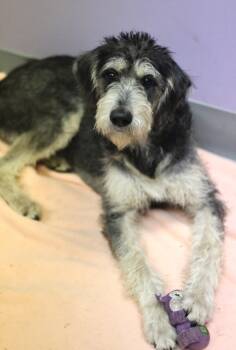 Biscoff in NH. Come Meet our Adoptable Dogs Wednesday-Saturday.  -  Schnauzer Dog for Adoption in Manchester, New Hampshire - Biscoff In NH. Come Meet Our Adoptable Dogs Wednesday-Saturday.  | PetCurious