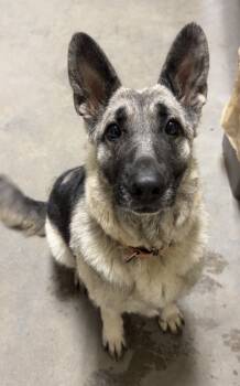 Rescue German Shepherd Dog Dogs for Adoption in Bemidji, Minnesota - Betty | PetCurious