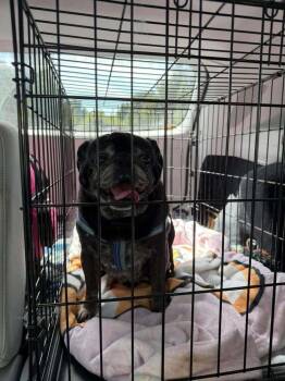 50 Cent / Curtis -  Pug Dog for Adoption in Eagle, Idaho - 50 Cent / Curtis | PetCurious