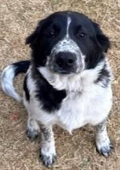 Great Pyrenees Dogs Available for Adoption - Wintry Mix: Kori (Cruz) | PetCurious