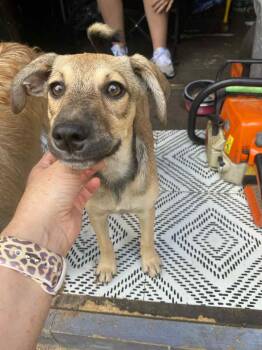 Rescue Cairn Terrier and Shepherd Dogs for Adoption in Conroe, Texas - Charlotte (Amie