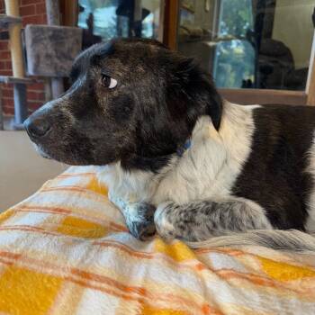 Rescue Mixed Breed Dogs for Adoption in Lawton, Oklahoma - SPOTTY MODGE PODGE | PetCurious