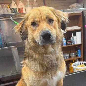 Gunthry -  Mixed Breed Dog for Adoption in Madison, Wisconsin - Gunthry | PetCurious