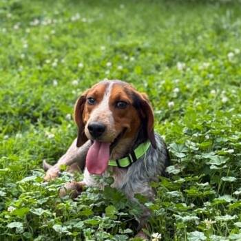 Buckskin -  Beagle Dog for Adoption in Martinsville, Indiana - Buckskin | PetCurious