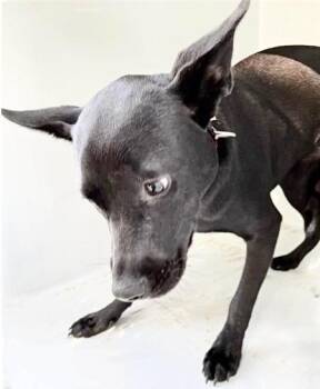 LUXURY MERCEDES -  German Shepherd Dog and Labrador Retriever Dog for Adoption in Houston, Texas - LUXURY MERCEDES | PetCurious